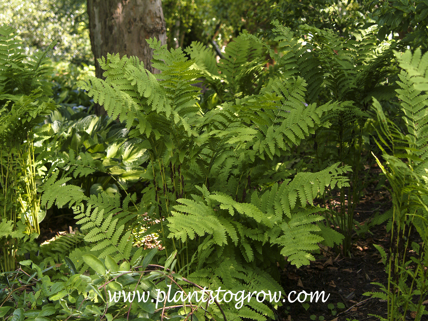 Autumn Fern ( Dryopteris erythrosora)
summer
